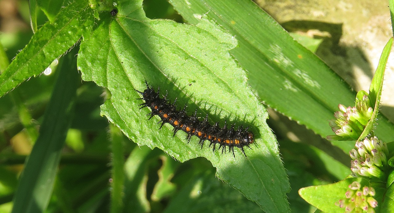 Image - insect worm nature colombia