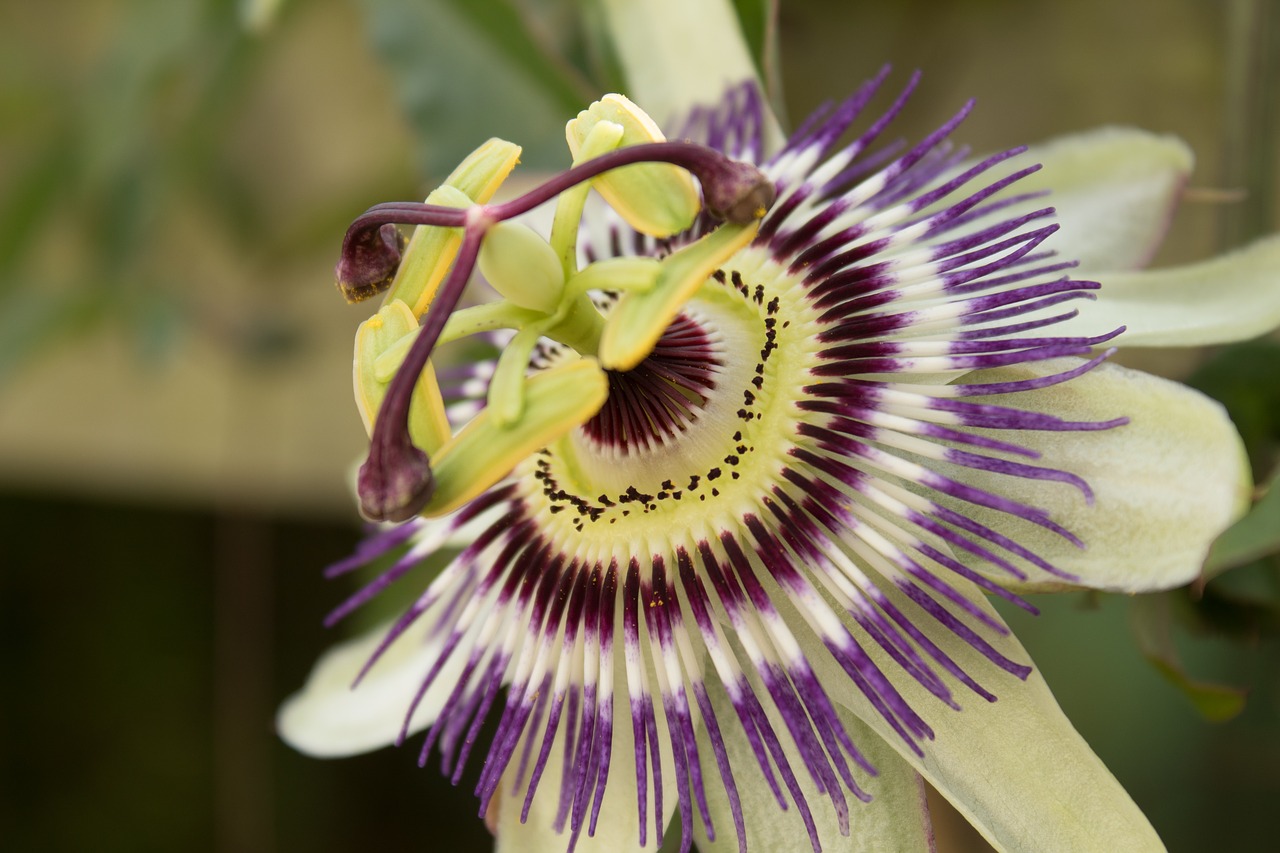 Image - passionflower stamens petals flower