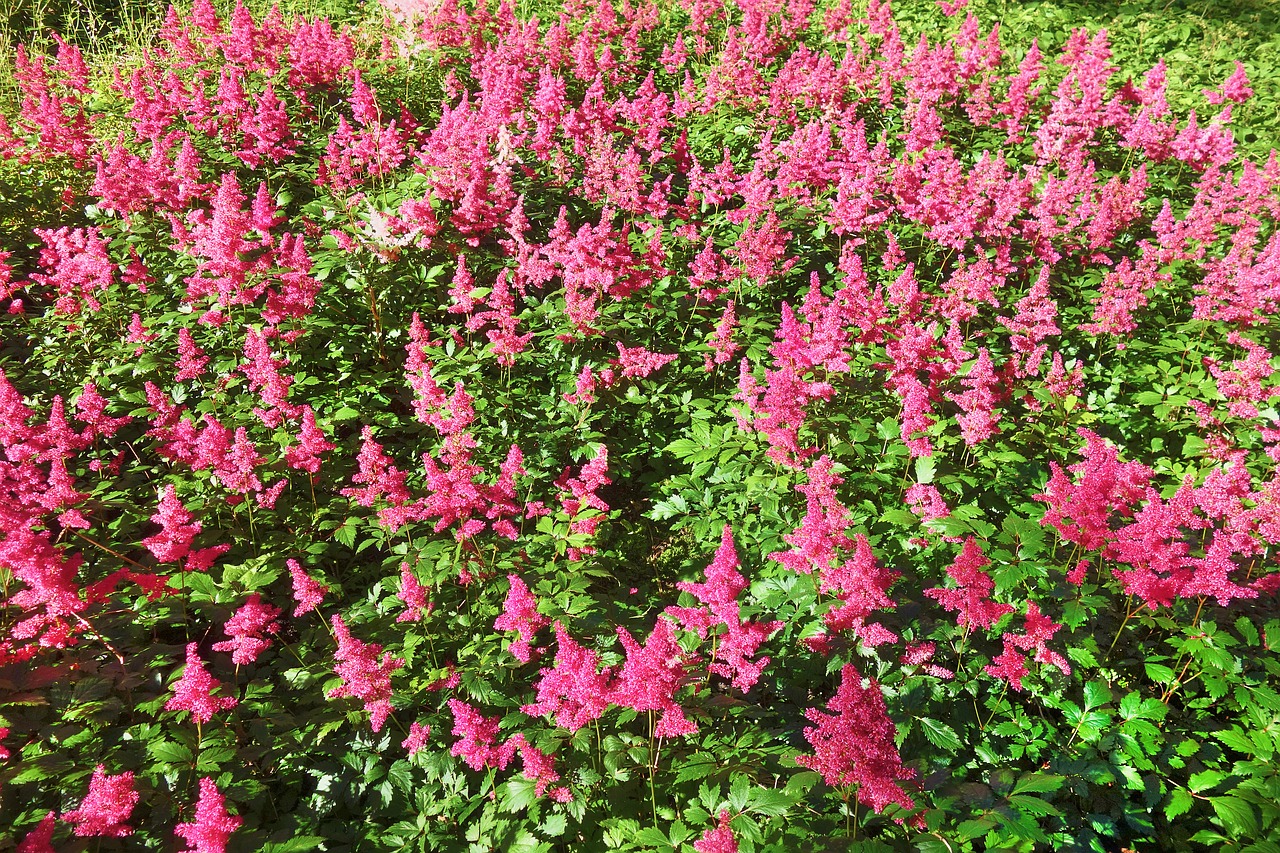 Image - plant flower astilbe
