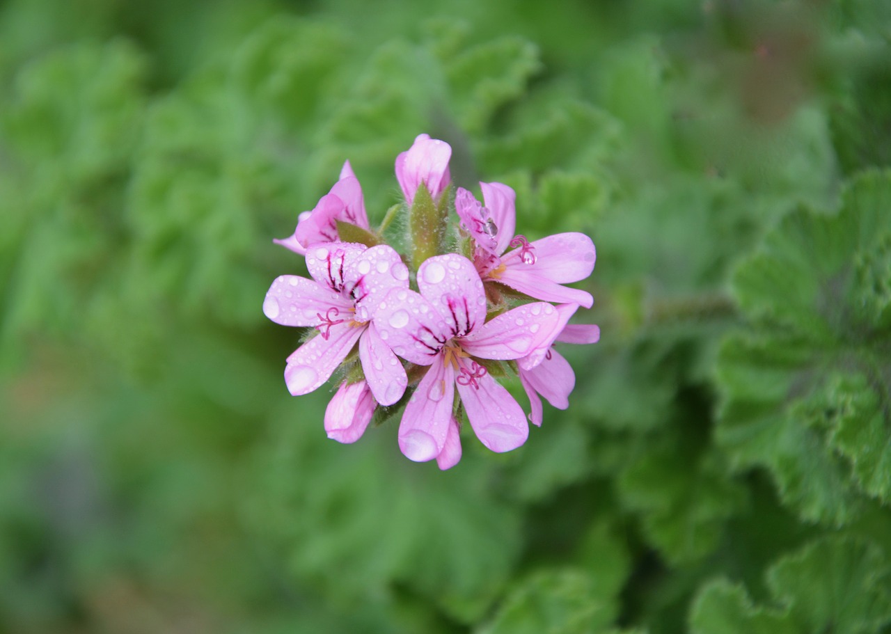 Image - pink flower flower geranium