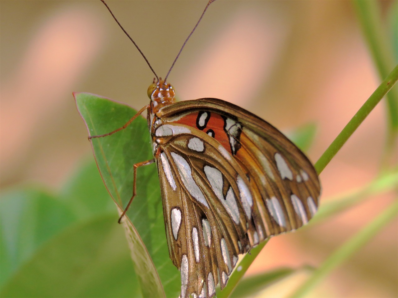 Image - insect butterfly up close brown