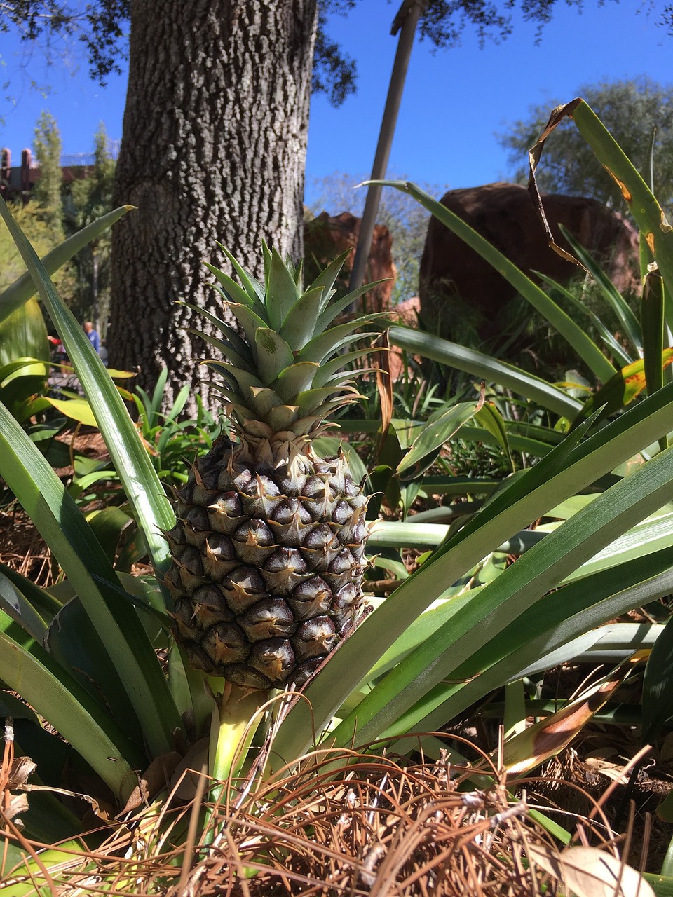 Image - pineapple palm baby pineapple