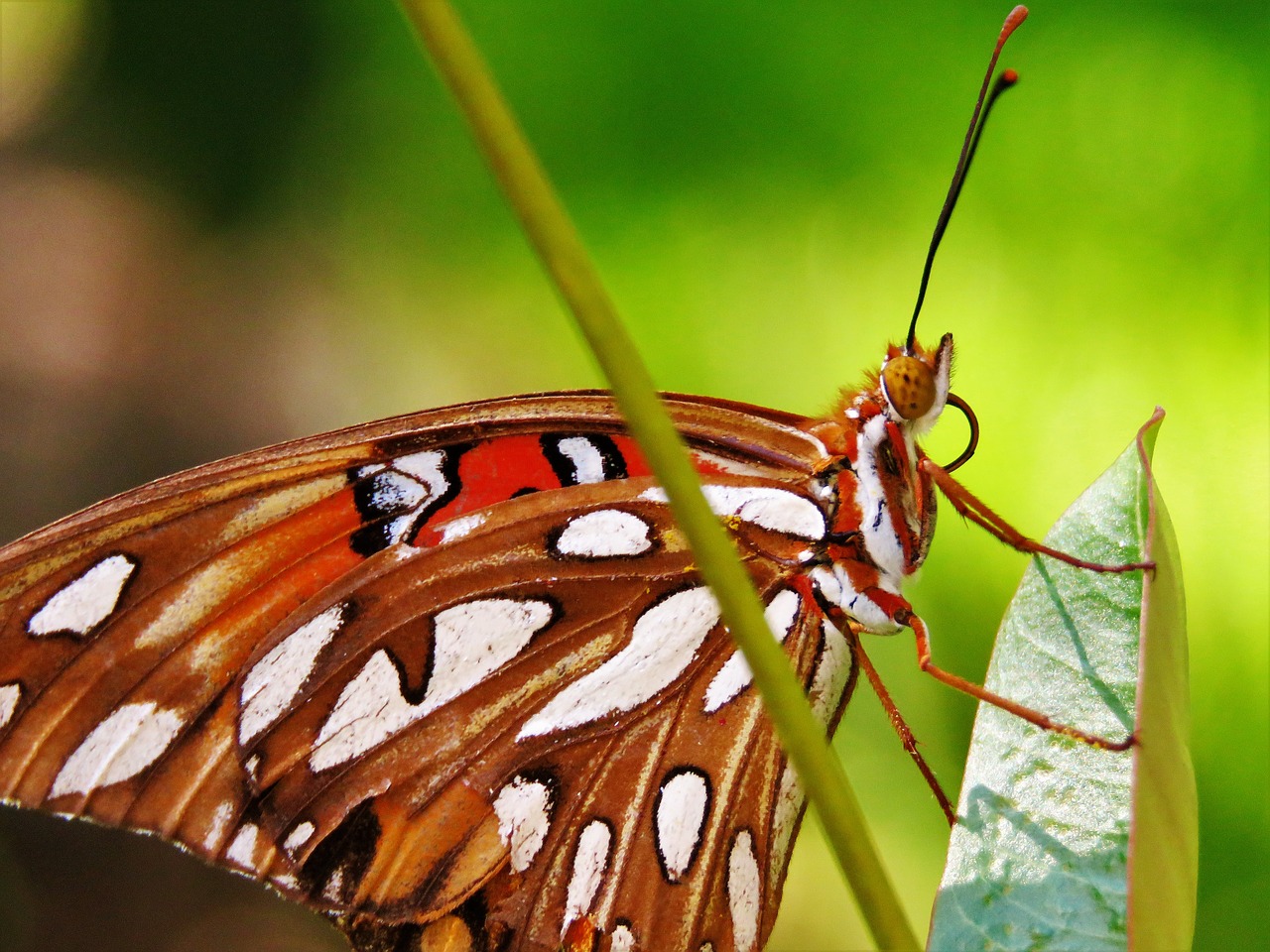 Image - insect butterfly close up orange