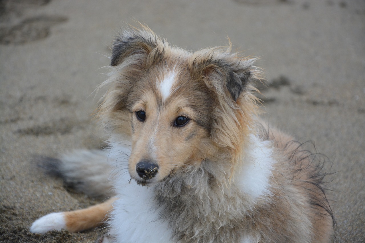 Image - shetland sheepdog portrait head