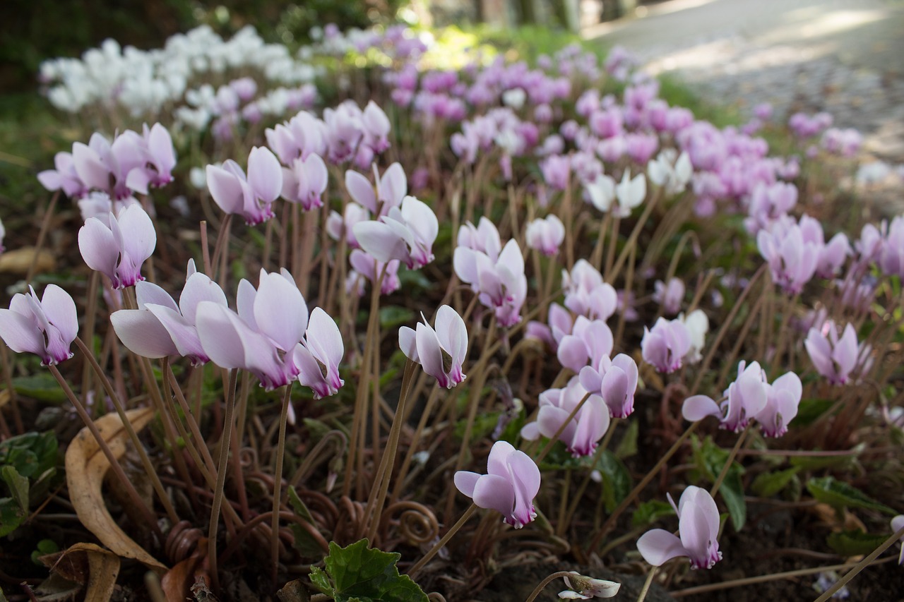 Image - spring spring flowers life lush