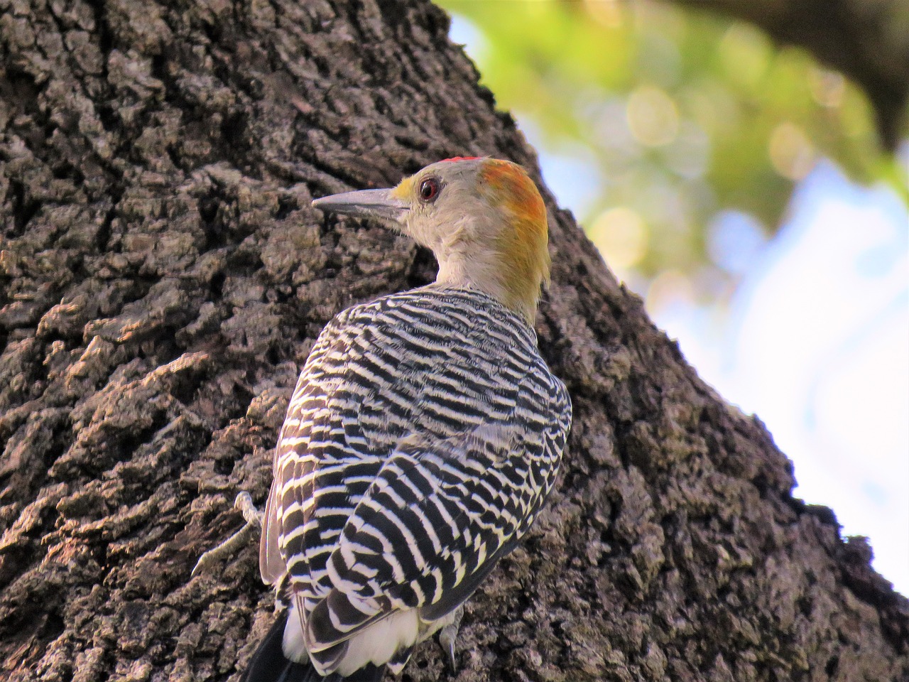 Image - bird woodpecker wildlife tree