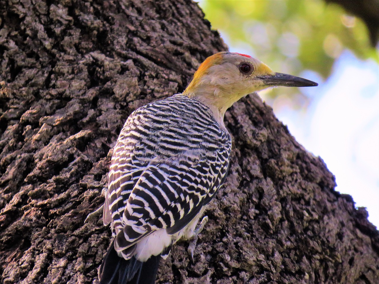 Image - bird woodpecker up close tree