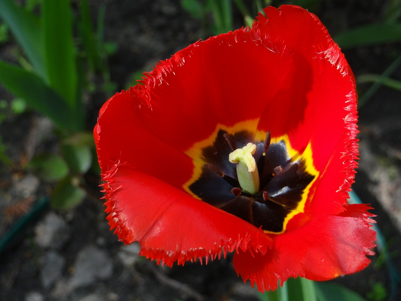 Image - tulip flower red jagged plant