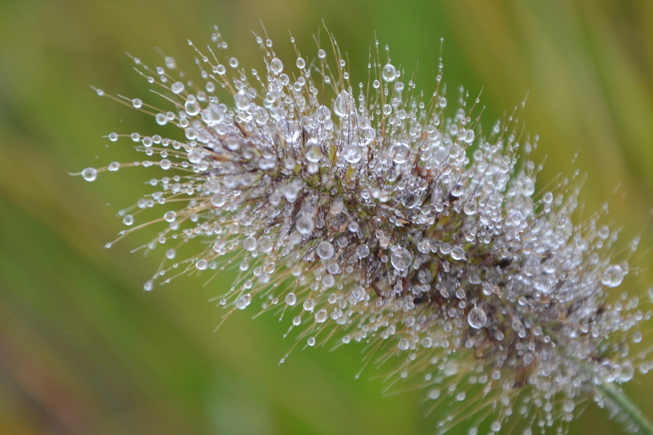 Image - plant au gratin nature decorative