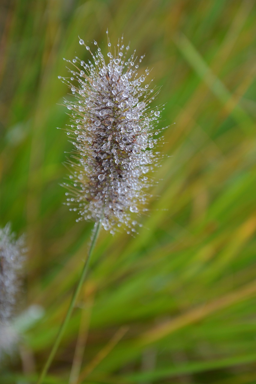 Image - seed water droplets