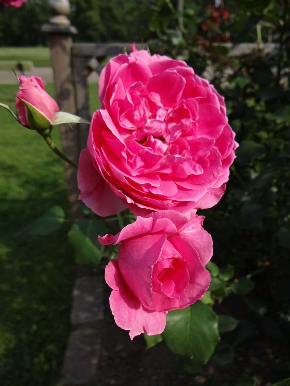 Image - rose flower pink rosarium