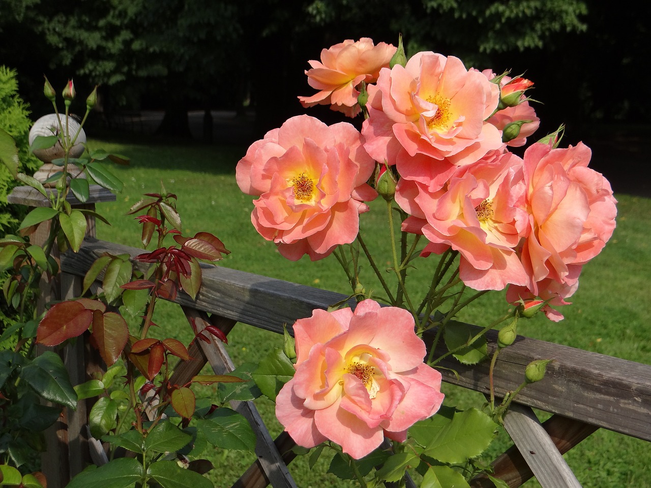 Image - rose flower tea rosarium
