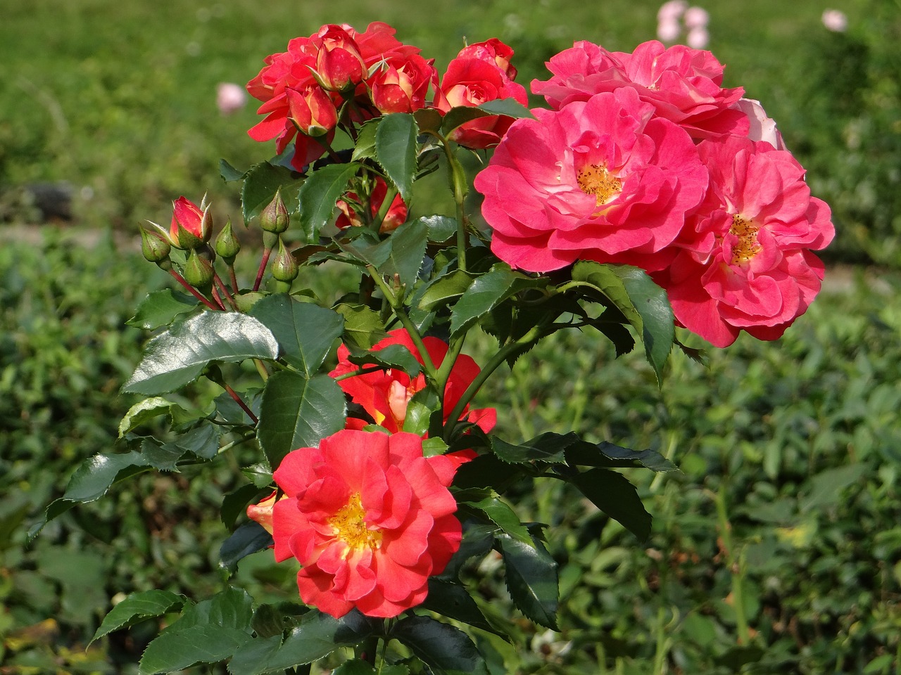 Image - rose flower red rosarium