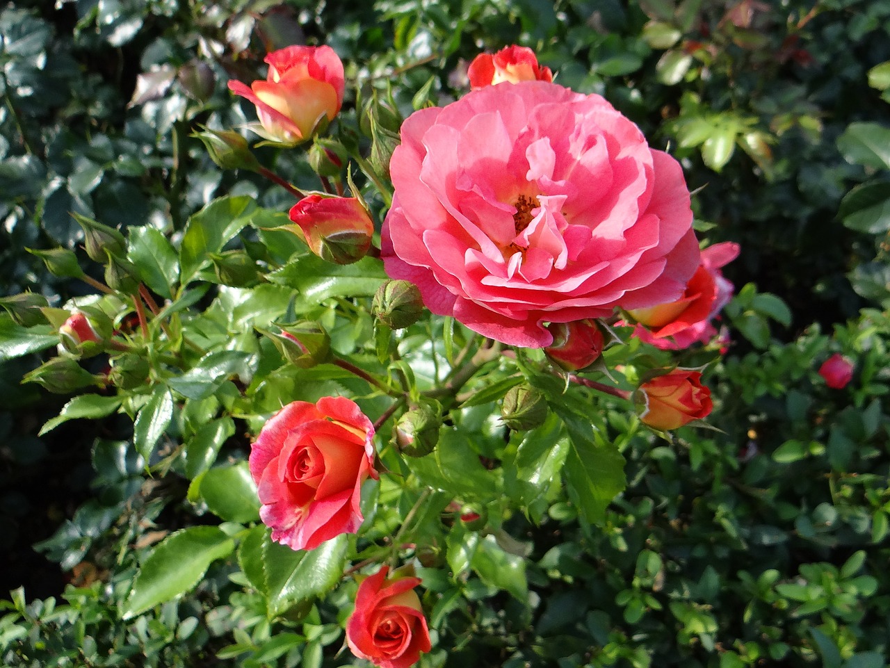 Image - rose flower tea rosarium