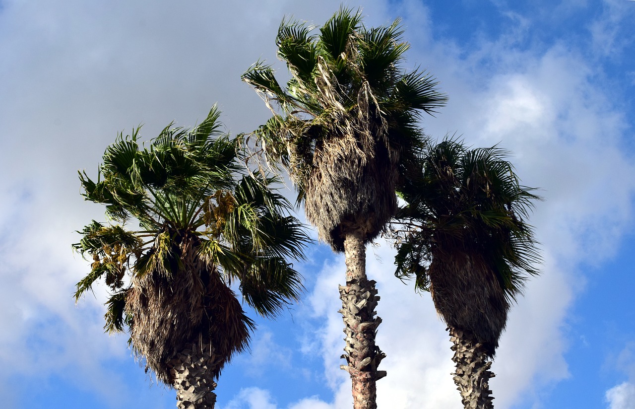 Image - palm trees sky holiday summer sun