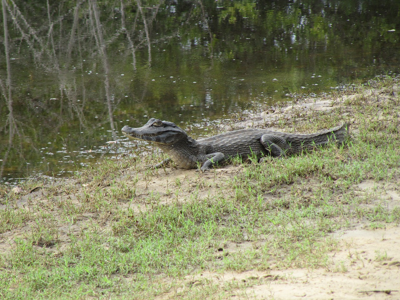 Image - alligator brazil mato grosso swamp