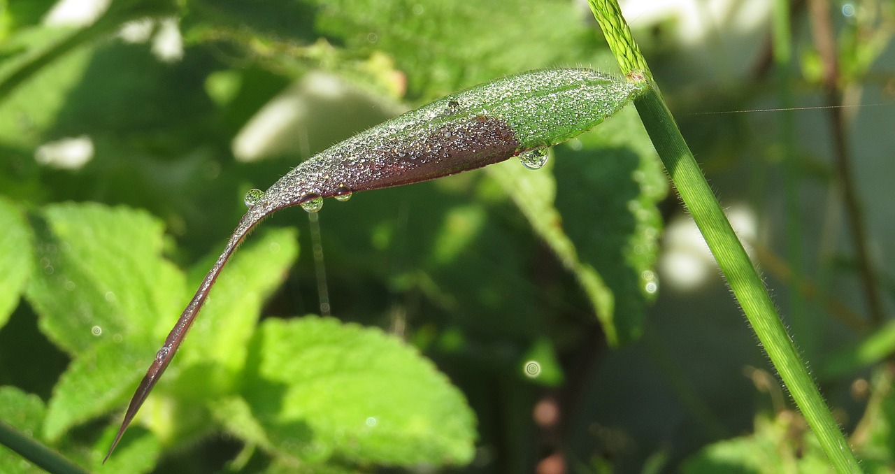 Image - plant leaf spray drops of rain