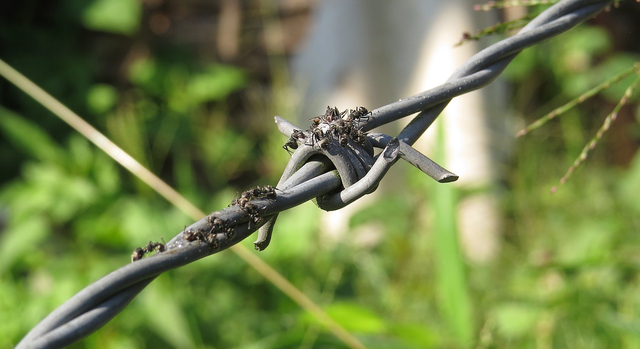 Image - insect ants sweet barbed wire is