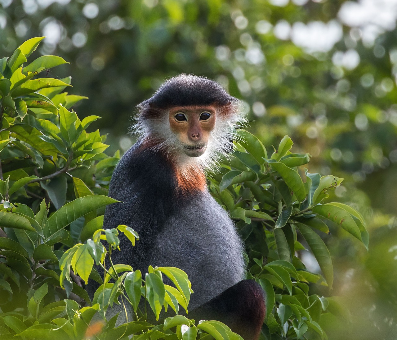 Image - wildlife species vọoc shanked brown