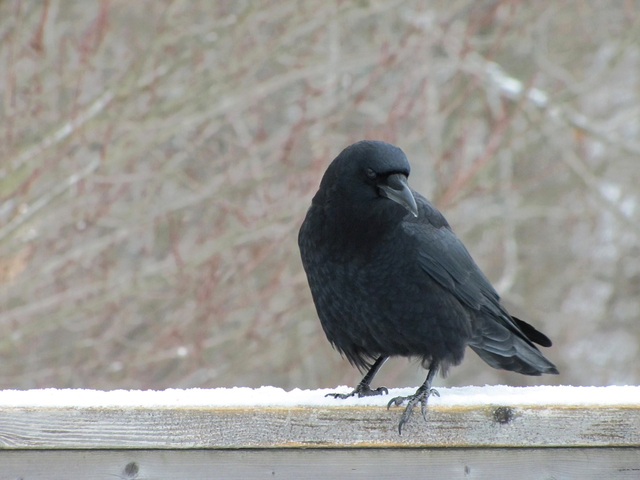 Image - crow winter snow standing railing