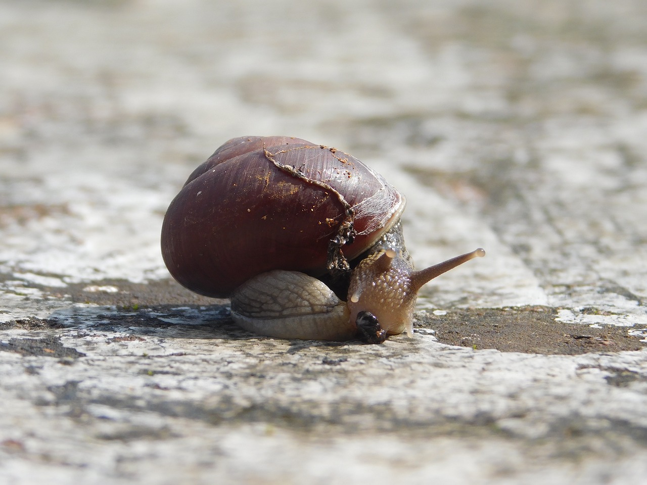 Image - snail sunlight stone