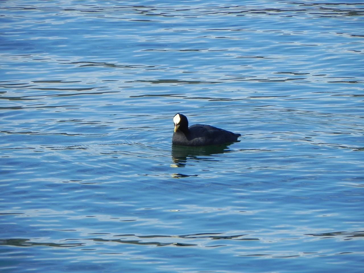 Image - duck lake water chile