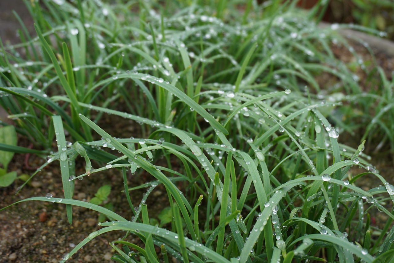 Image - plant green chives rain