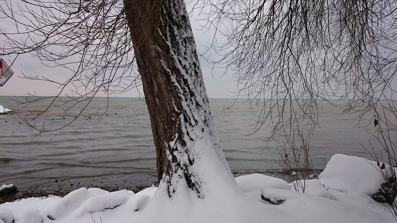 Image - winter tree snow december lake