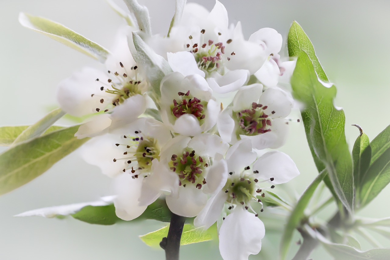 Image - white pear blossom green spring