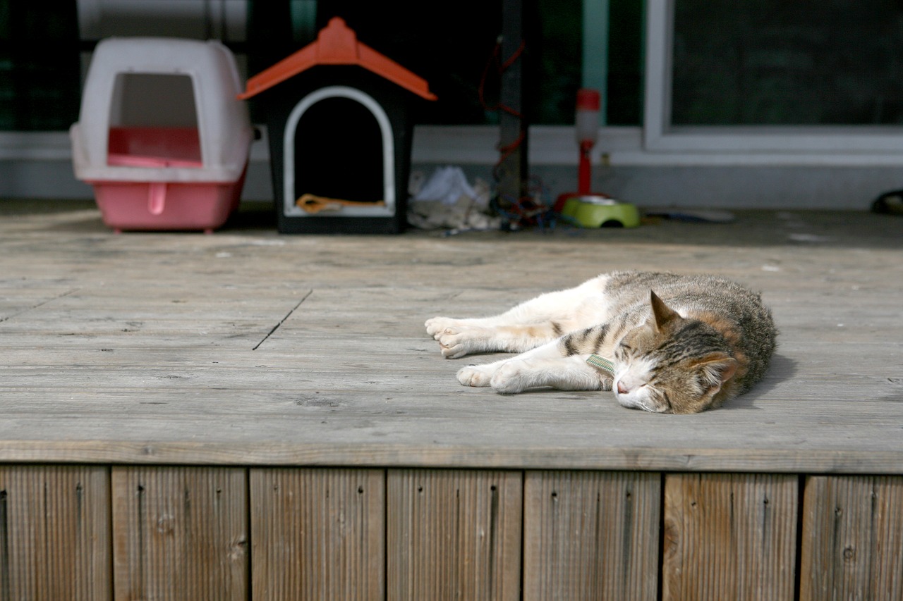 Image - cat siesta deck pm cute animal