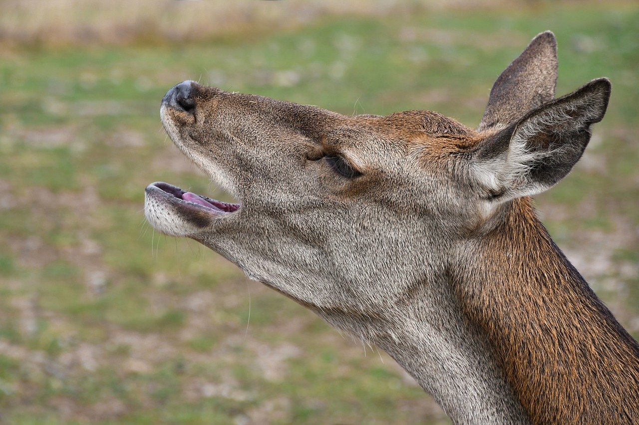 Image - biche bramer head profile