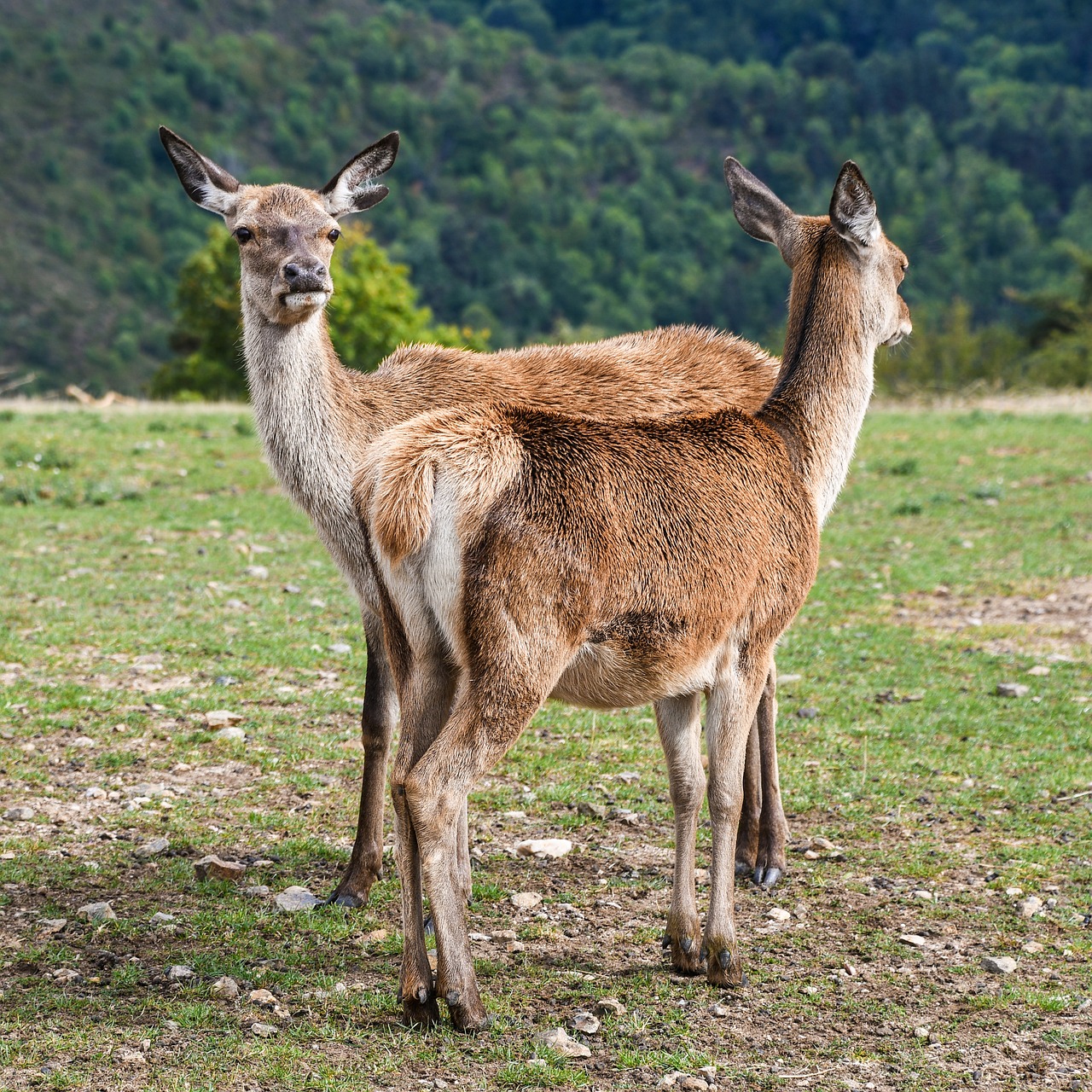 Image - biche two green animal