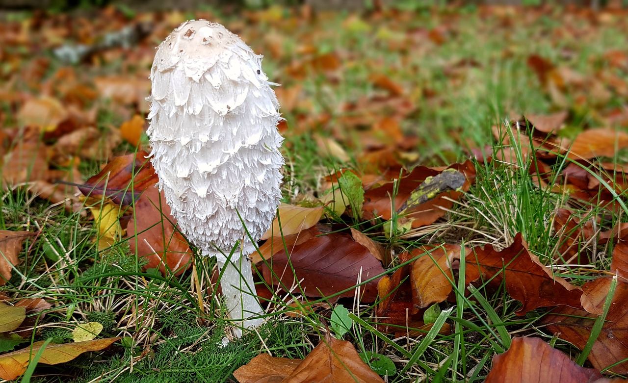 Image - mushroom tintenschopfling edible