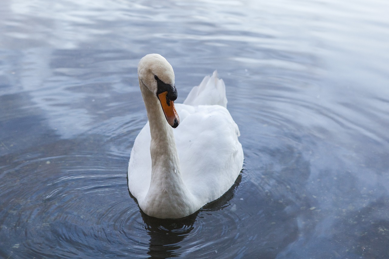 Image - united kingdom scotland animal swan