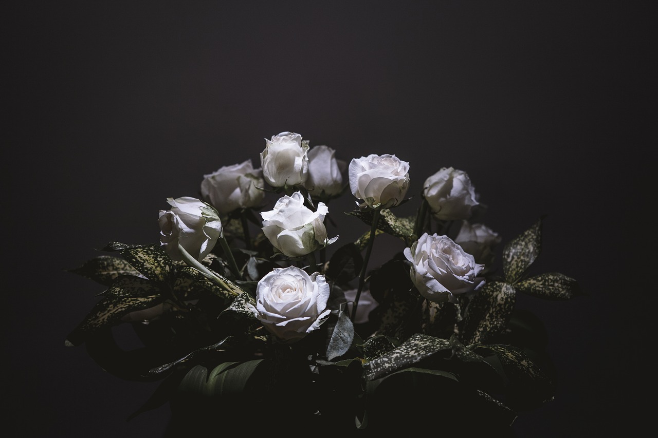 Image - flower rose light and shadow white