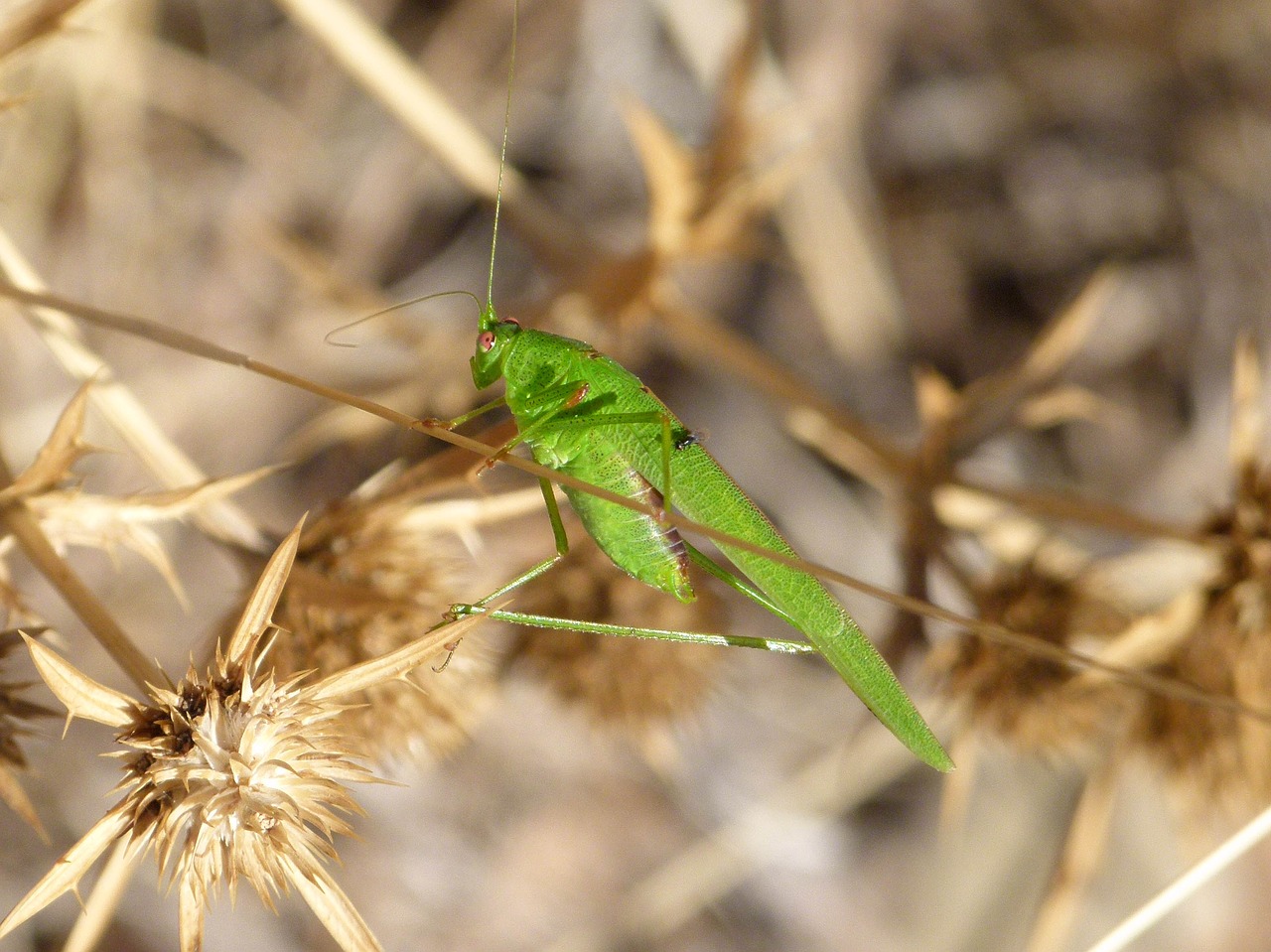 Image - grasshopper grillo verde lobster