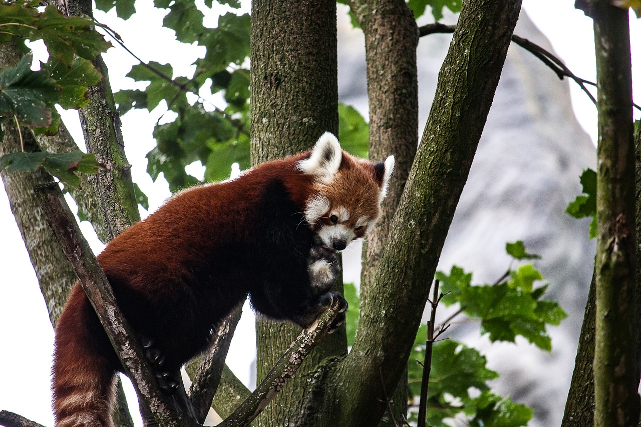 Image - panda animal tree nature cute