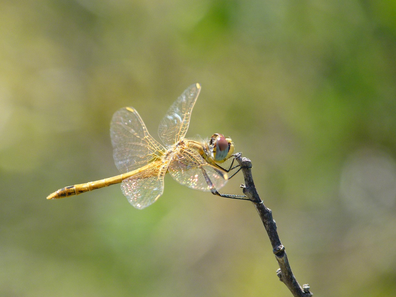 Image - dragonfly yellow dragonfly