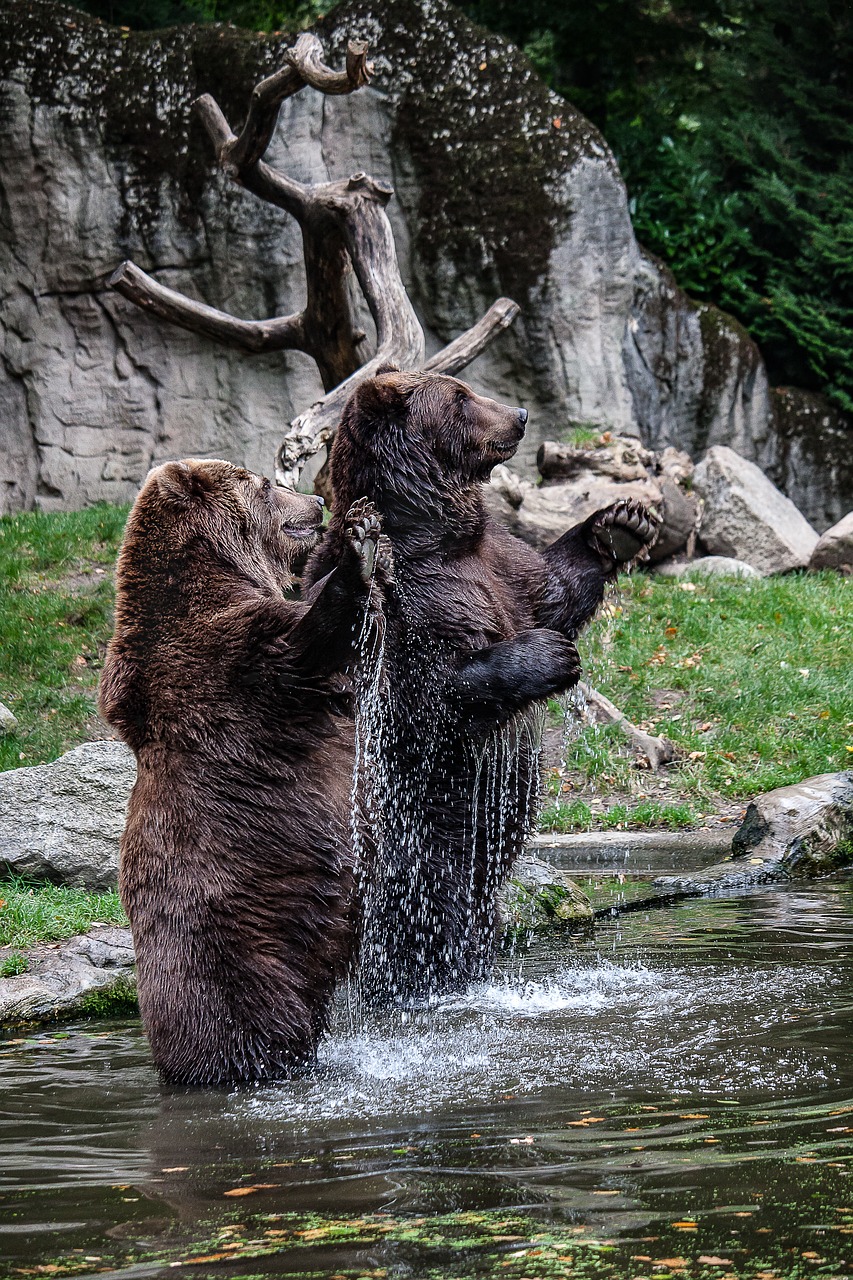 Image - bear animal dangerous water