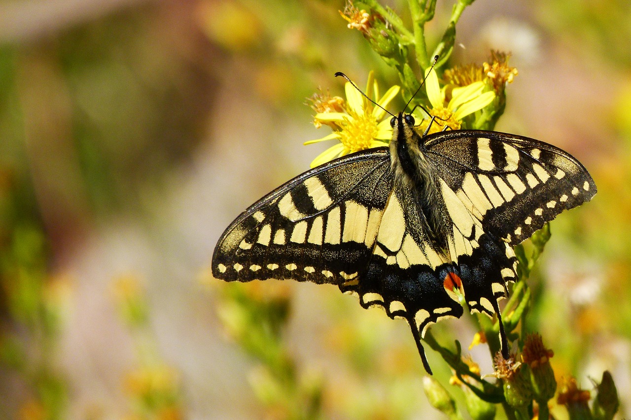 Image - butterfly queen machaon wild flower