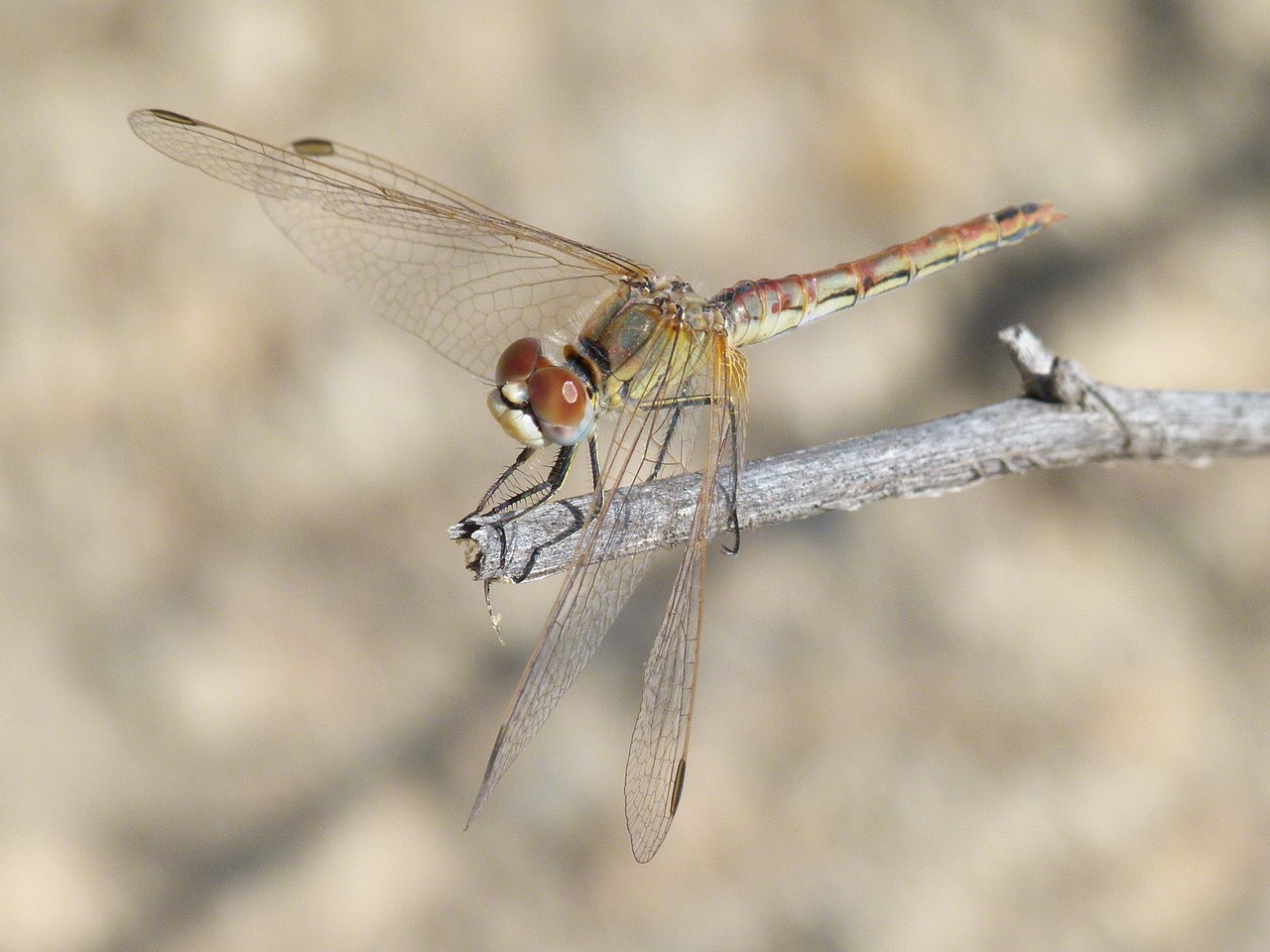 Image - dragonfly detail branch