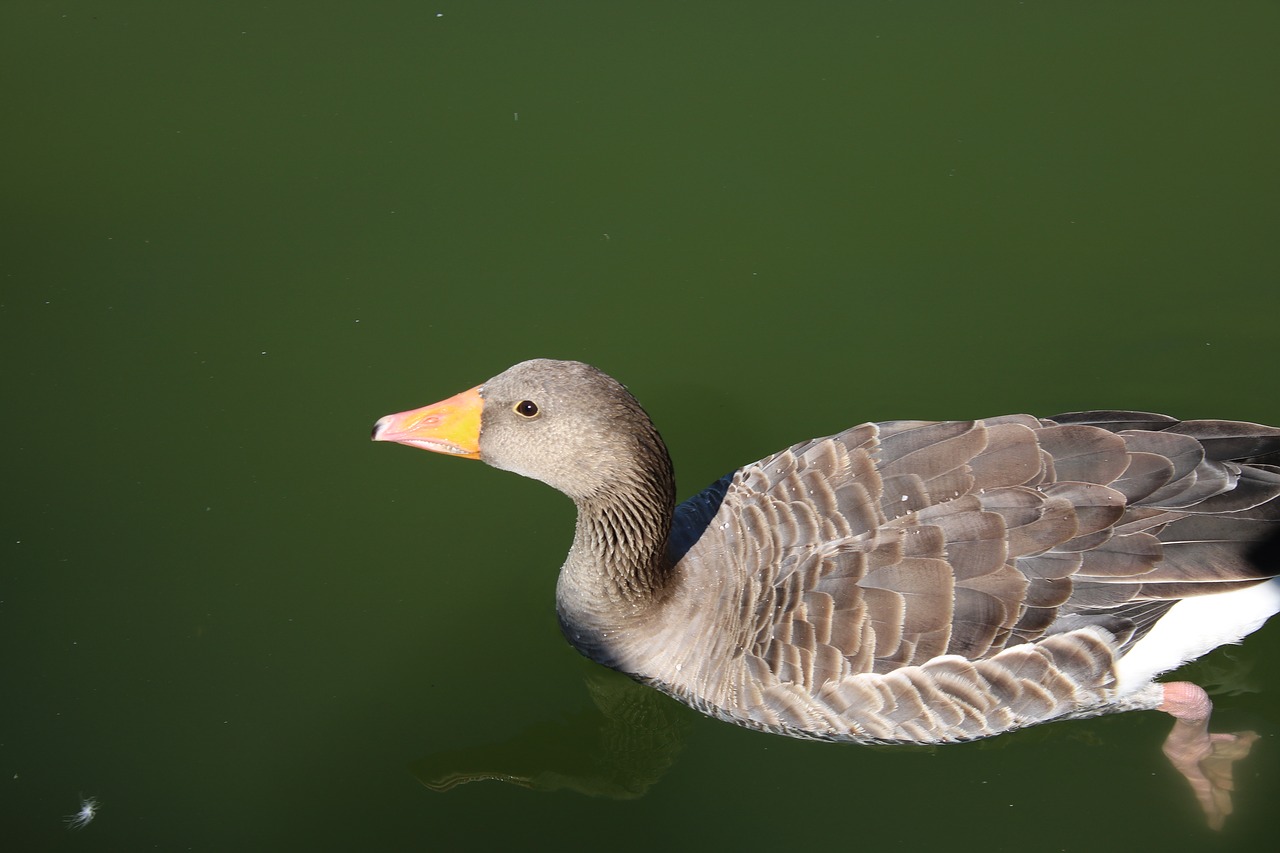 Image - lake duck oca swim water animals