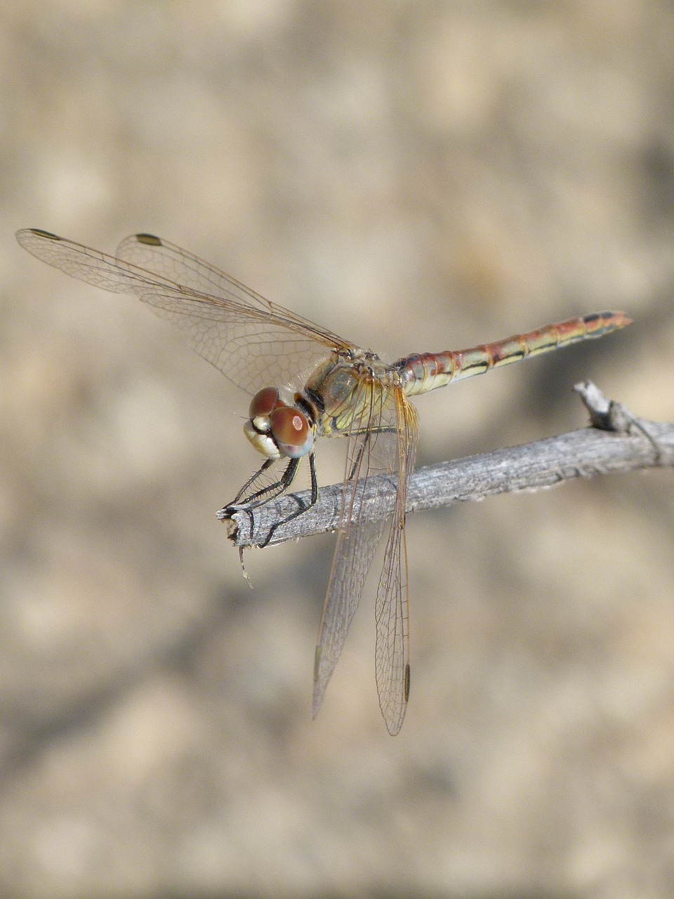 Image - dragonfly detail branch