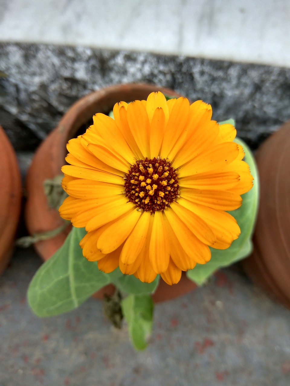 Image - yellow flower flower yellow vishal