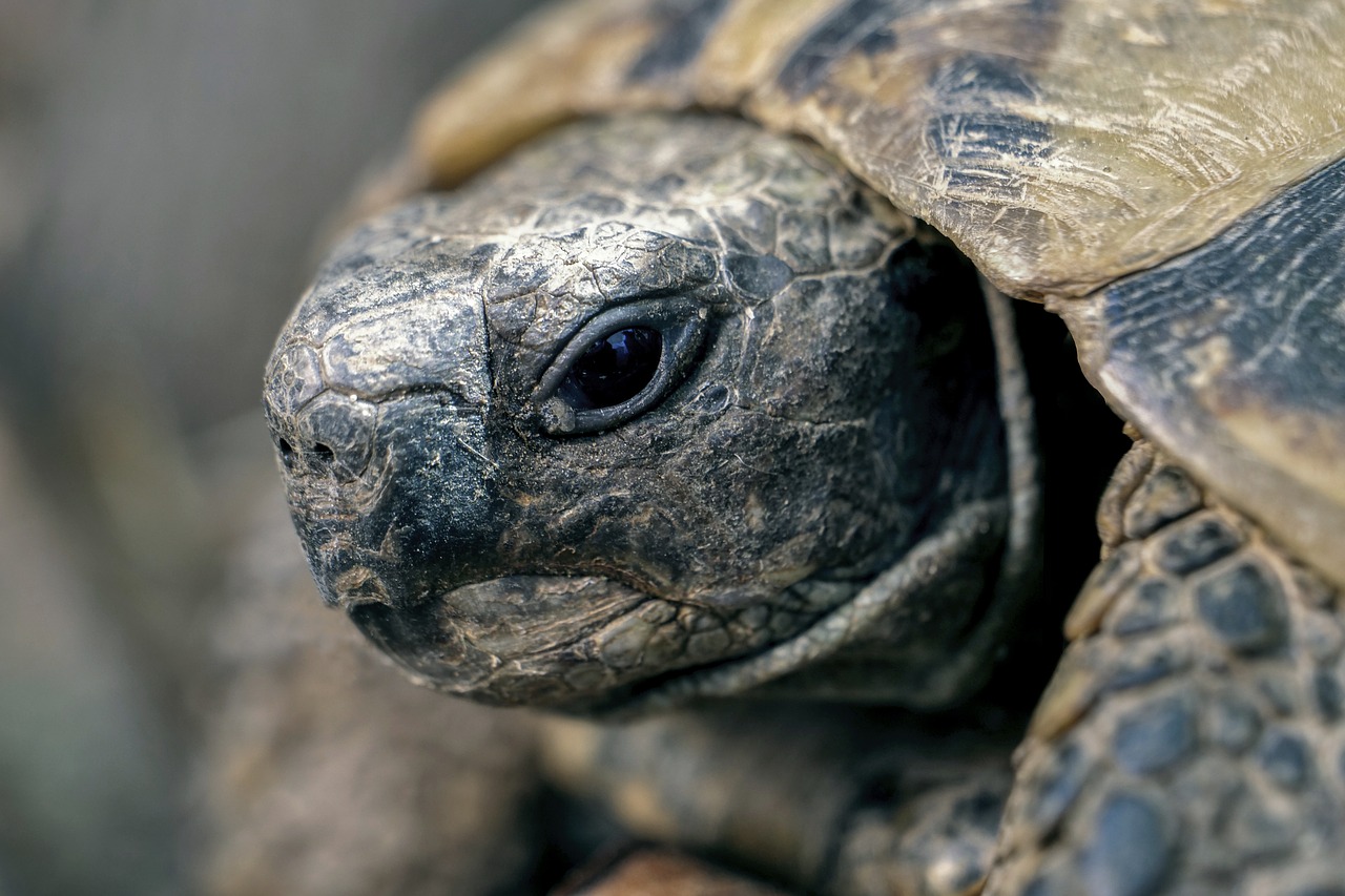 Image - turtle reptile terrestre nature