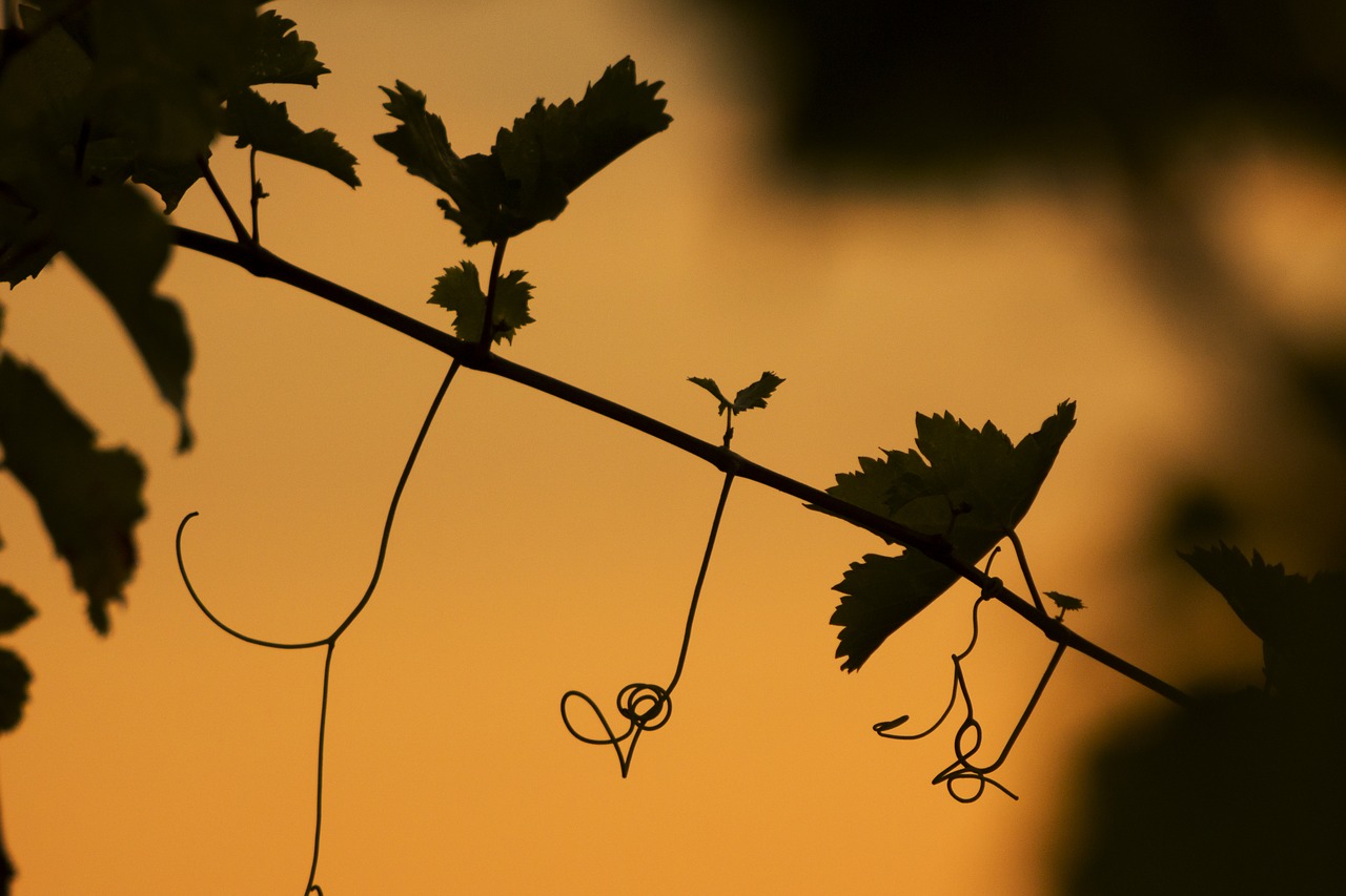 Image - screw plant leaf autumn vegetation