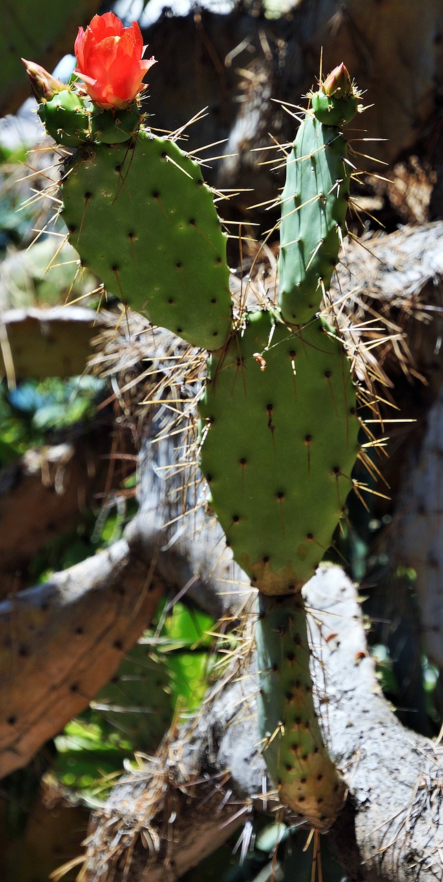 Image - cactus flower red desert plant