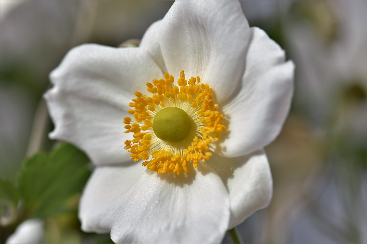 Image - anemones white plant nature