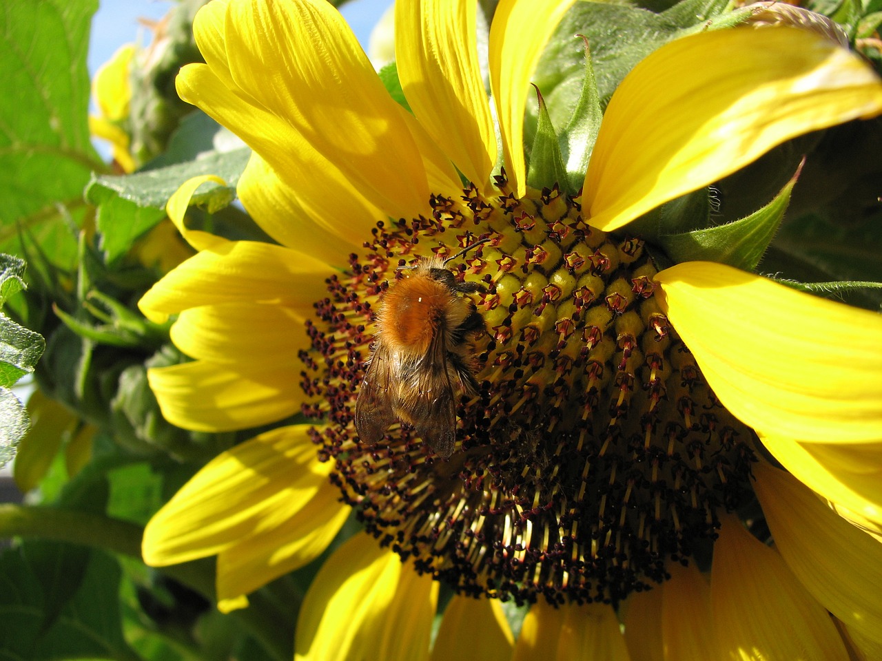 Image - sun flower hummel bee sun flower