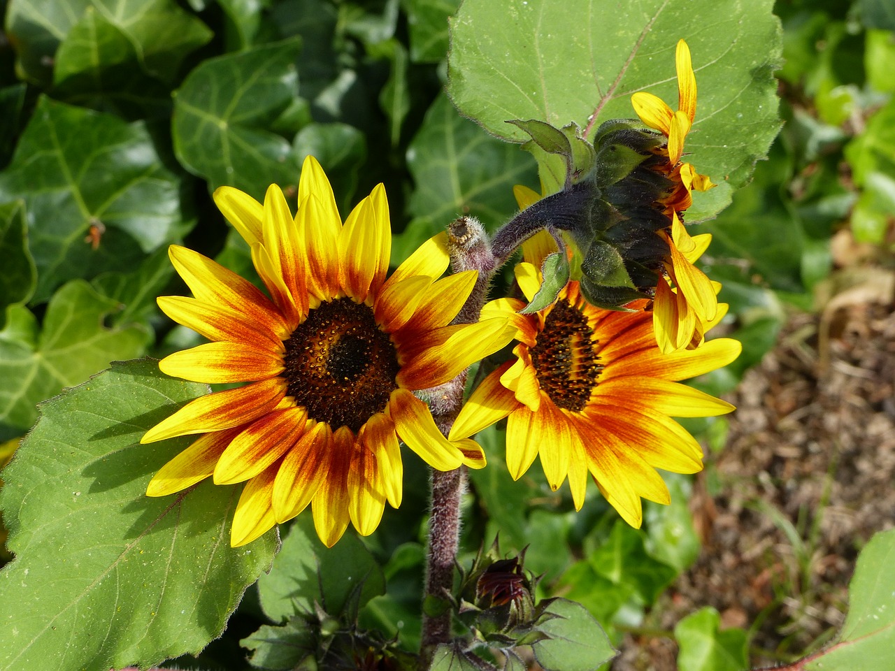 Image - sunflower red yellow summer